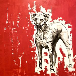 Rhodesien Ridgeback